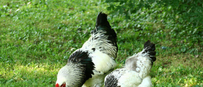 Brama kippen in het gras