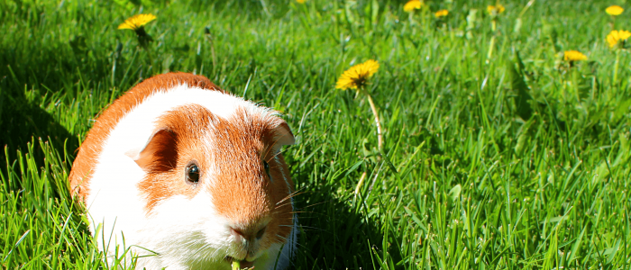 Cavia in het gras