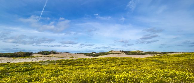 Duinen bij Hoek van Holland