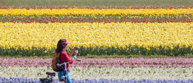 Vrouw met fiets maakt foto's van de bollenvelden
