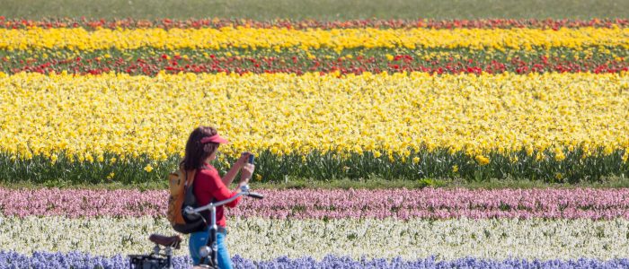 Vrouw met fiets maakt foto's van de bollenvelden