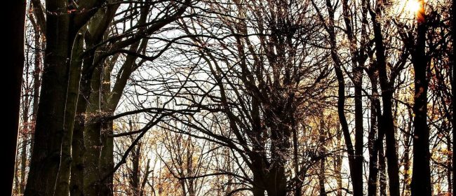 Vrouw met hond in winterse bomenlaan