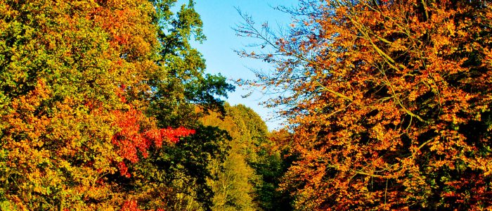 Vijver in het Haagse Bos