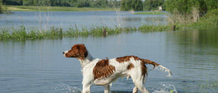 Hond in het water