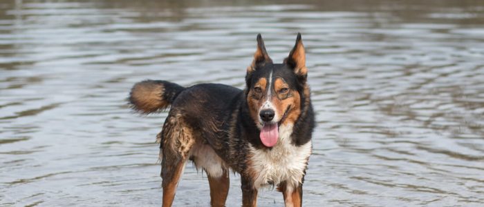 Hond in het water