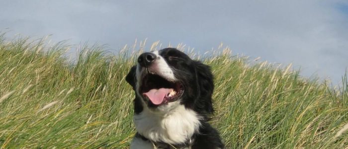 Hond in de duinen