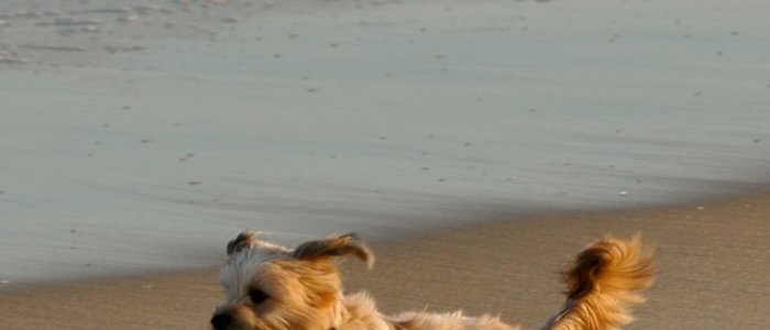 Hond los op het strand