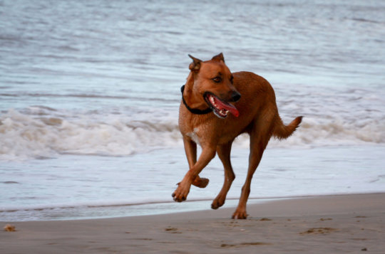 Hond op het strand