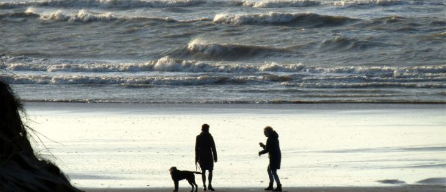 Honden op het strand bij avond