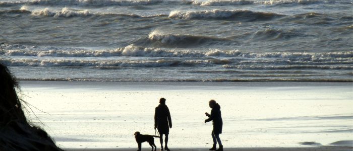 Honden op het strand bij avond