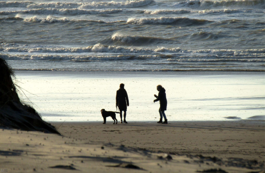 Honden op het strand bij avond