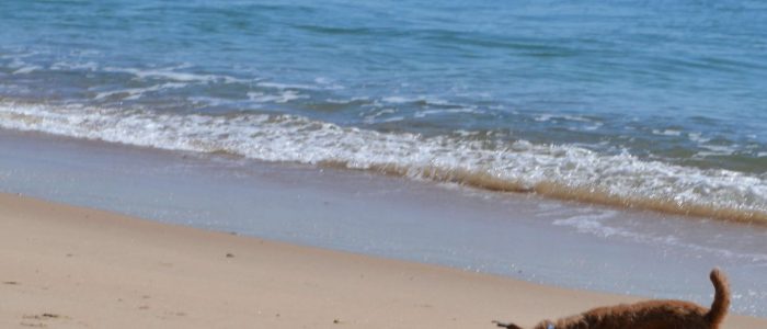 Twee honden spelen op het strand