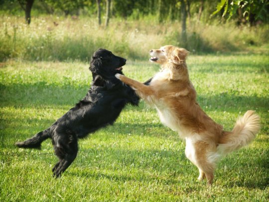 Twee spelende honden