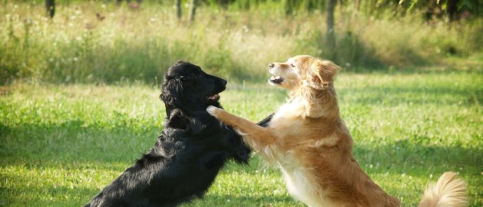 Twee spelende honden