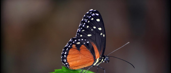 Vlinder op blad