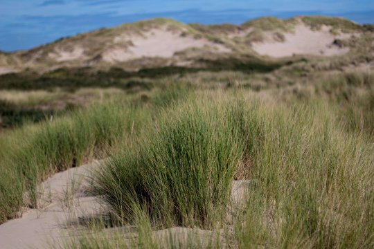 Duinen Wassenaarseslag