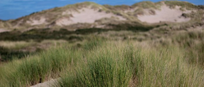 Duinen Wassenaarseslag