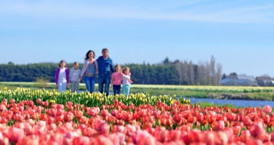 Familie wandelt tussen de bollenvelden