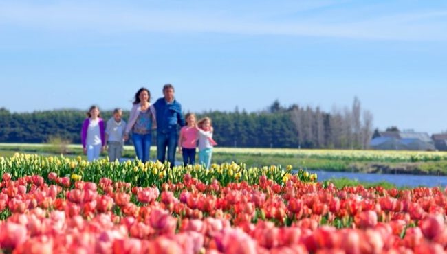 Familie wandelt tussen de bollenvelden