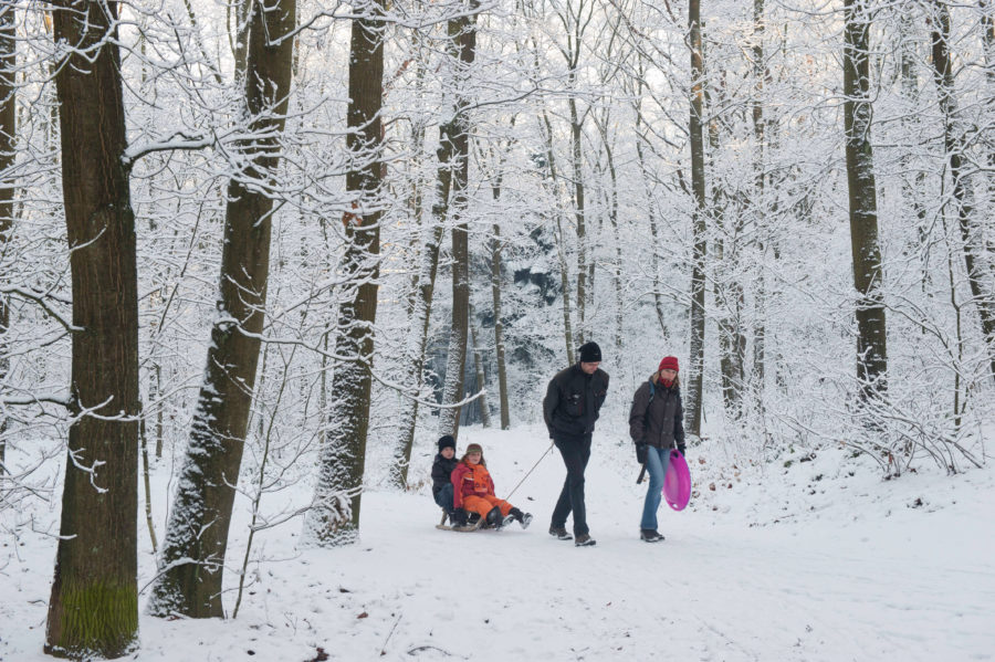 Gezin in besneeuwd bos met slee