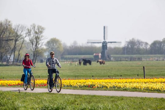 Fietsers door de bollenstreek