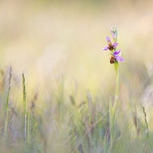 bijenorchis