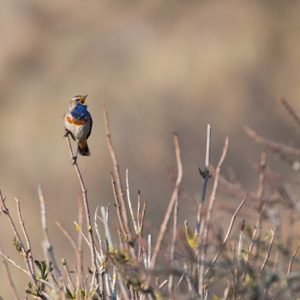 blauwborst