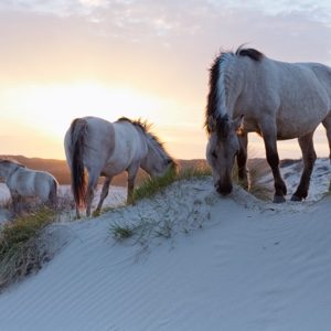 konikspaarden